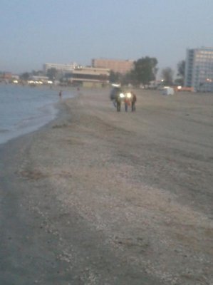 NESIMŢIRE ŞI PERICOL PUBLIC: un bizon la volan a făcut curse nebuneşti pe plaja de la Mamaia!
